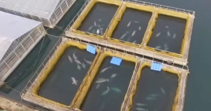 Drone Footage Reveals Over 100 Whales Trapped In Secret Underwater “Jails”